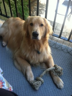 IMG_0867 Tobermory Cloud Dancer