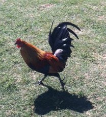 Rooster in Kauai