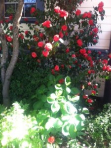 Spring in the Neighborhood