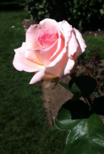 Rose- International Rose Garden, Portland, OR