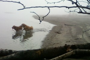 Tobey and Sophie at the Willamette River