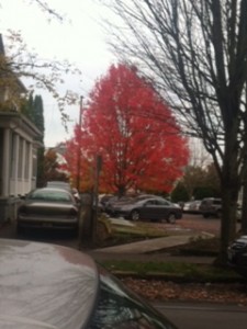Late Fall in Portland, OR
